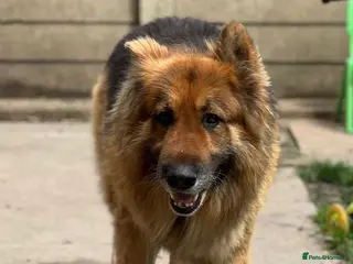 German Shepherd dogs 2 Adult German shepherds for free. - Advert 4