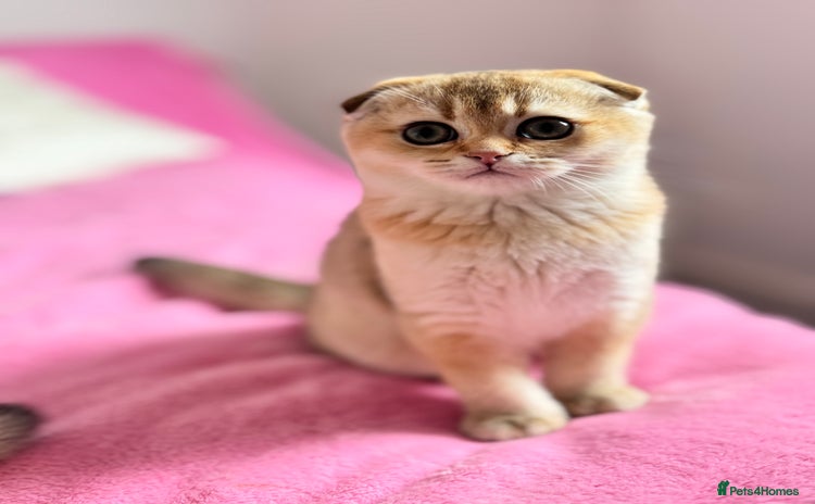 Scottish Fold cats High quality TICA pedigree kittens  - Advert 1