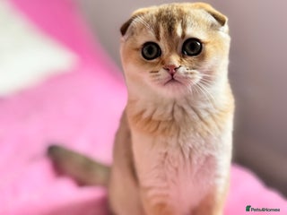 Scottish Fold cats High quality TICA pedigree kittens - Advert 5