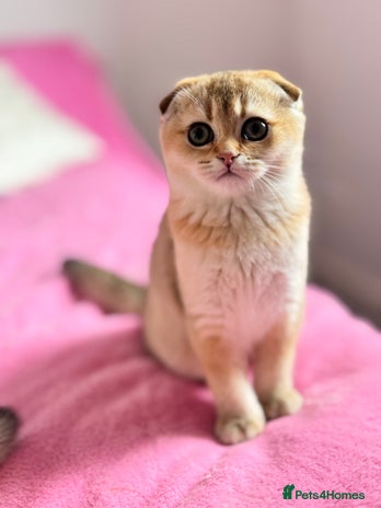 Scottish Fold cats High quality TICA pedigree kittens - Advert 1