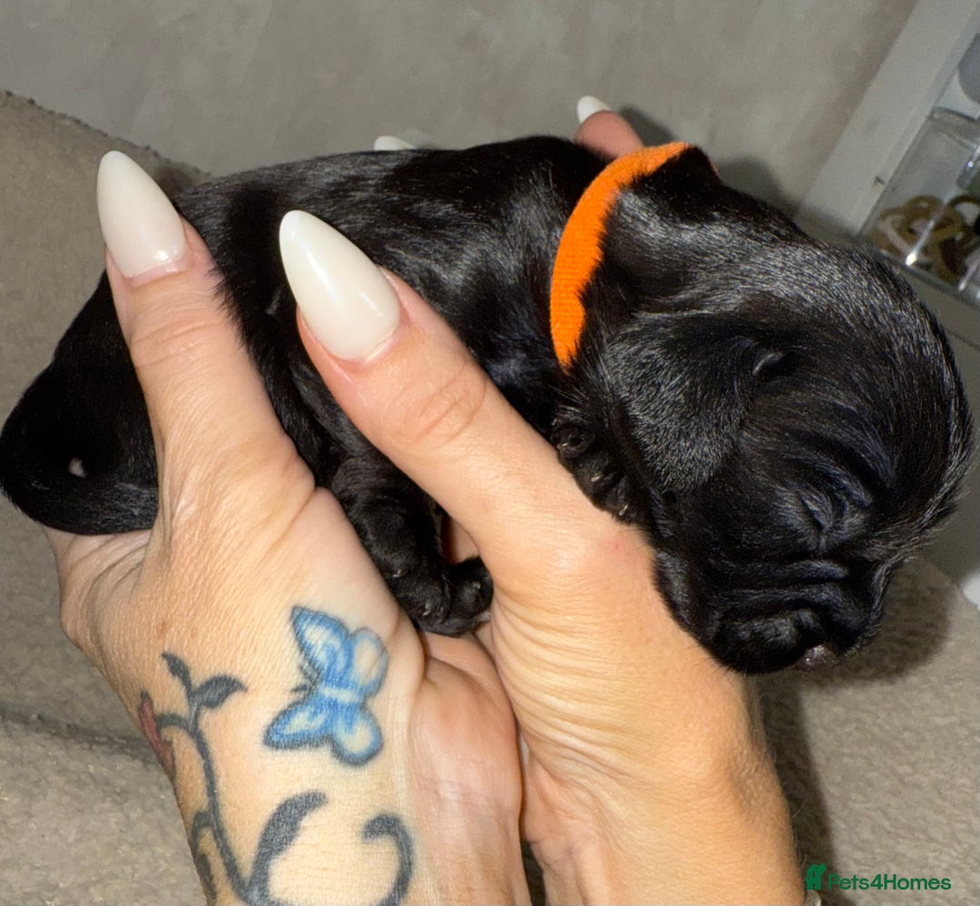 Mixed Breed dogs for sale: chunky litter of French bulldog cross cockapoo - Advert 20