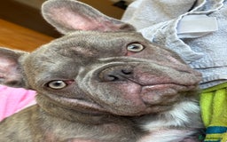 French Bulldog dogs for sale: French bulldog female  in Hamilton - Image 5