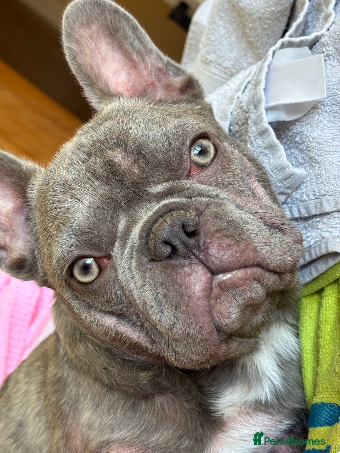 French Bulldog dogs for sale: French bulldog female  in Hamilton - Image 5