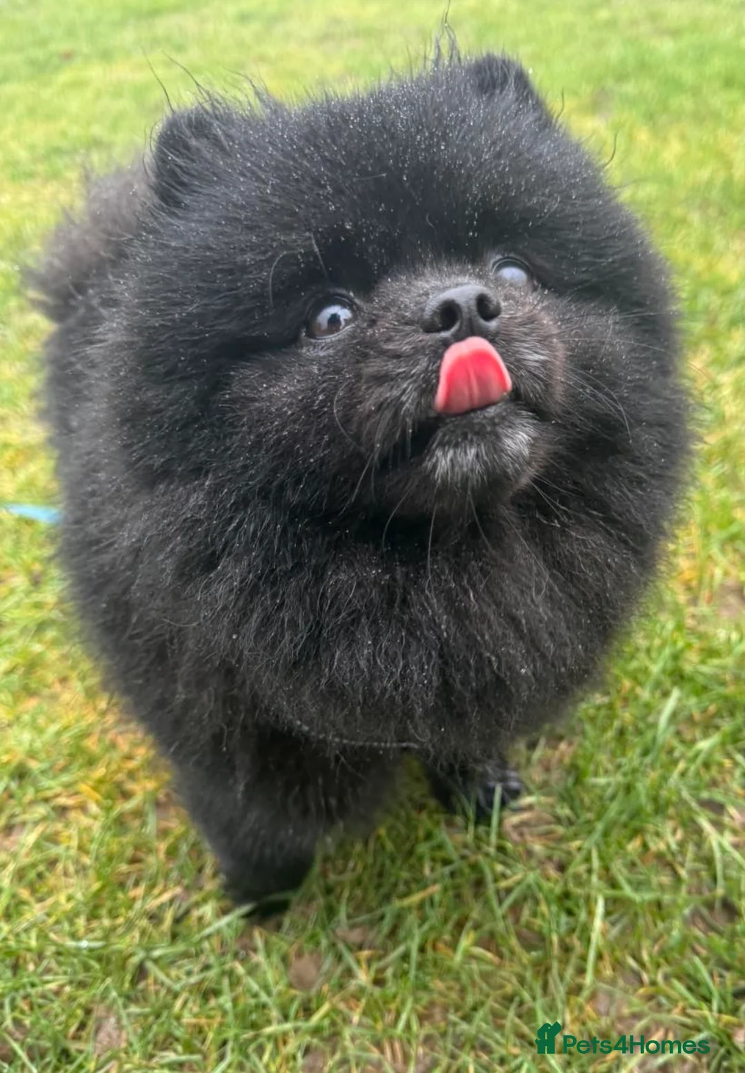 Pomeranian dogs for stud: Extra small beautiful Pomeranian  - Advert 2