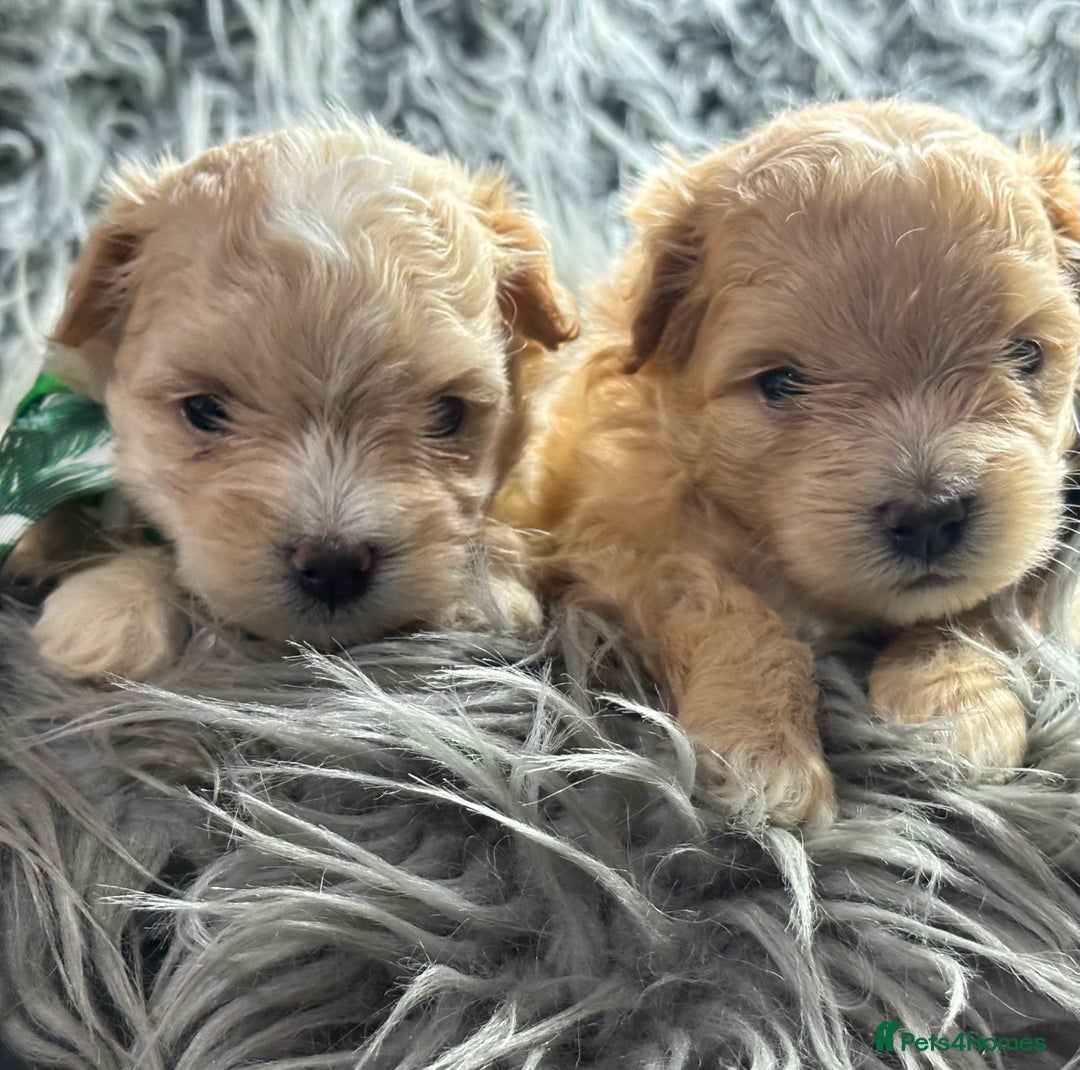 Maltipoo dogs for sale: TINY TOY F1 HEALTH TESTED MALTIPOO PUPS - Image 12