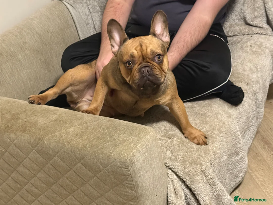 French Bulldog dogs for sale: female Frenchie looking for a loving home  - Advert 2