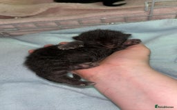 Mixed Breed cats for sale: black Siberian mixed  - Image 2