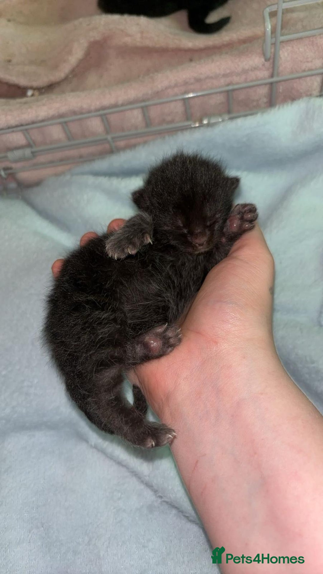 Mixed Breed cats for sale: black Siberian mixed  - Image 2