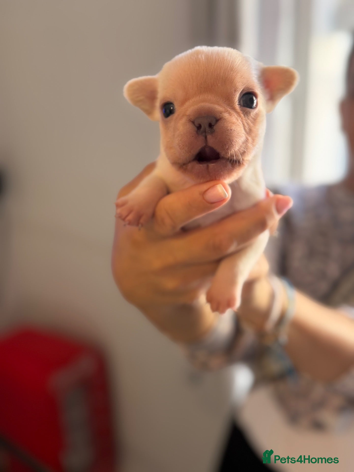 French Bulldog dogs Just arrived French Bulldog Puppy  - Advert 14