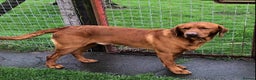 Labrador Retriever dogs for stud: CLAYBROW INDIANA COPPER AVAILABLE for Stud (PROVEN in Southport - Advert 2