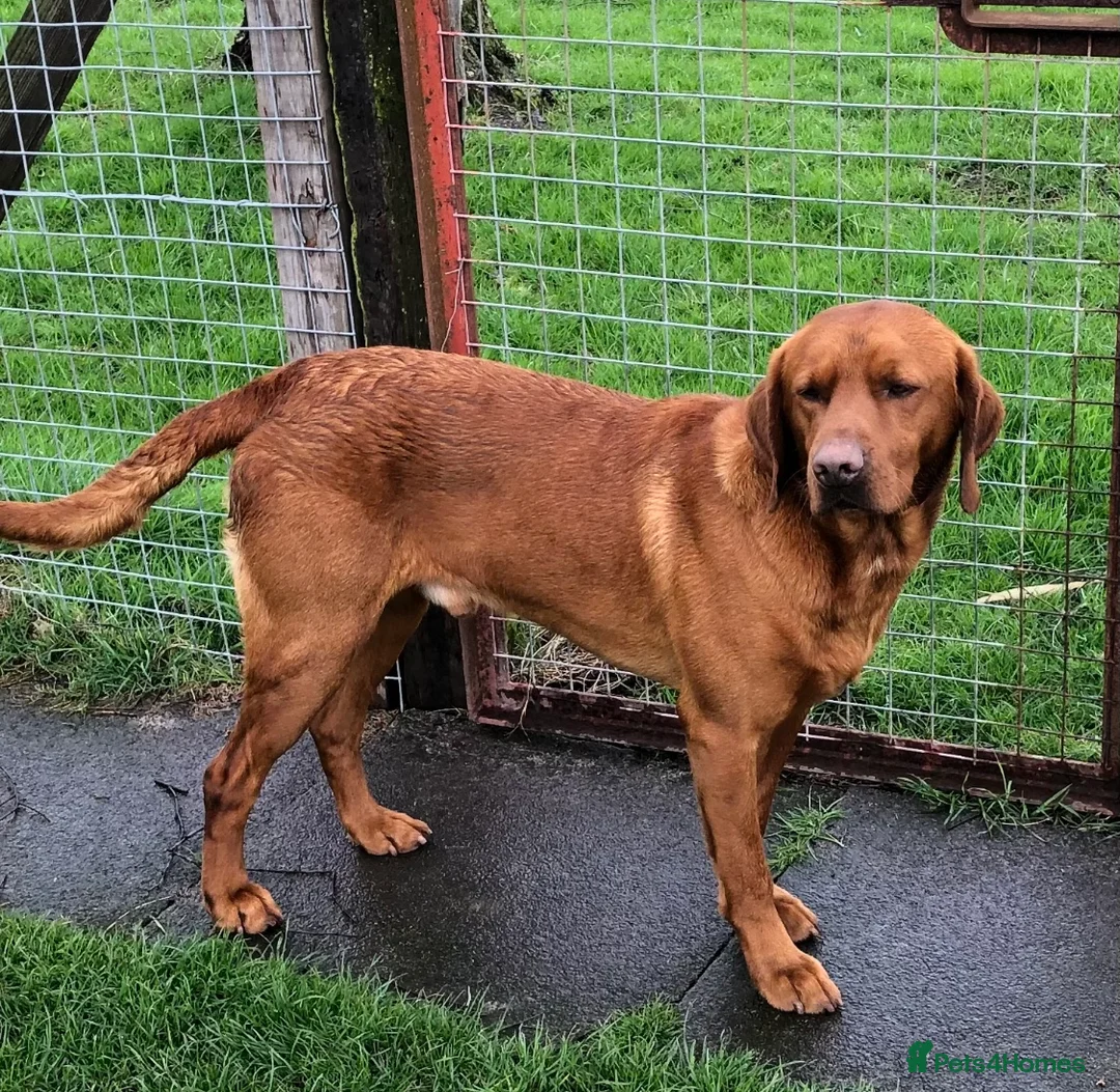 Labrador Retriever dogs for stud: CLAYBROW INDIANA COPPER AVAILABLE for Stud (PROVEN in Southport - Advert 2