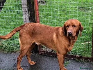 Labrador Retriever dogs CLAYBROW INDIANA COPPER AVAILABLE for Stud (PROVEN - Advert 6