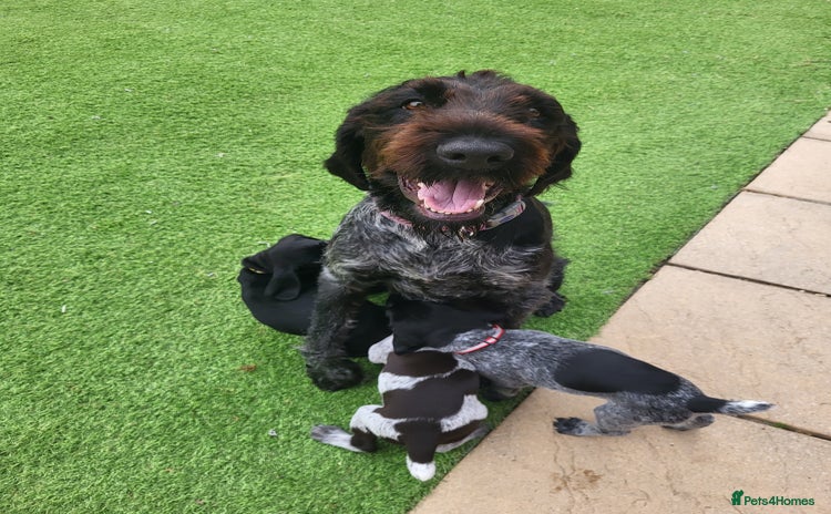German Wirehaired Pointer dogs - Advert 1