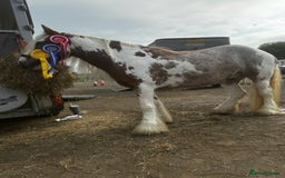 Irish Cob horses for sale: Asby Mills cob lightly backed  - Image 3