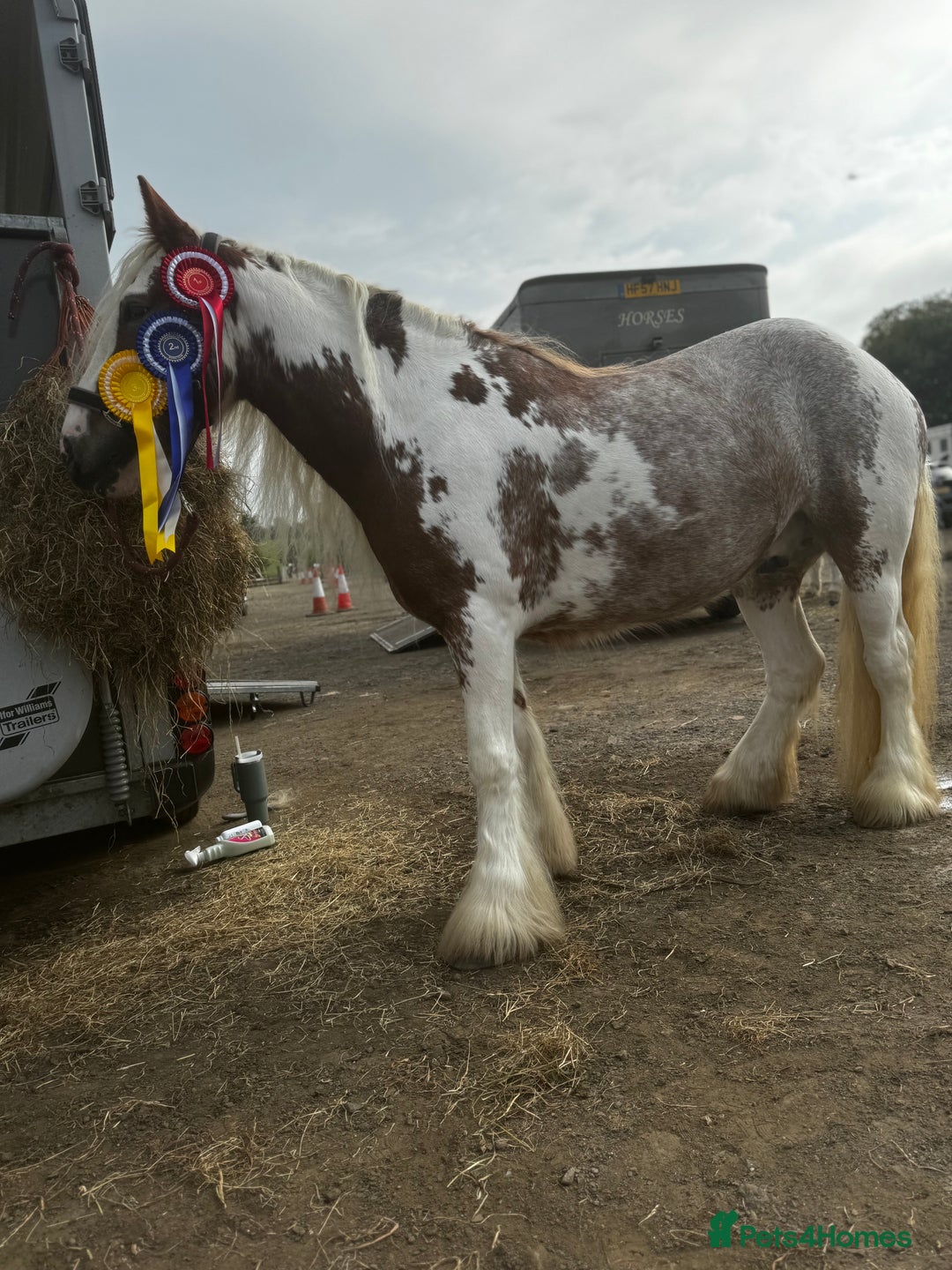 Irish Cob horses for sale: Asby Mills cob lightly backed  - Image 3