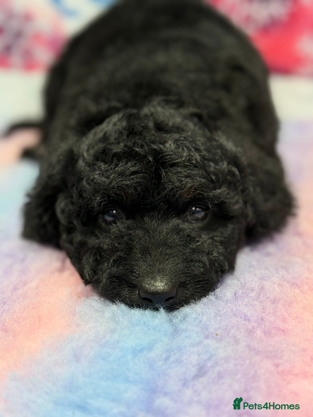 Bernedoodle dogs for sale: Bernedoodles - Advert 6