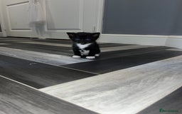 Russian Blue cats for sale: 4 beautiful Russian blue mix  - Image 5