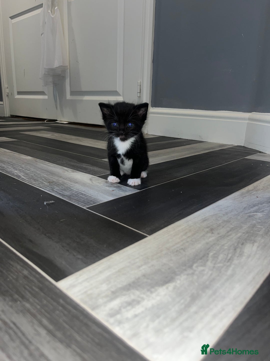 Russian Blue cats for sale: 4 beautiful Russian blue mix  - Image 5