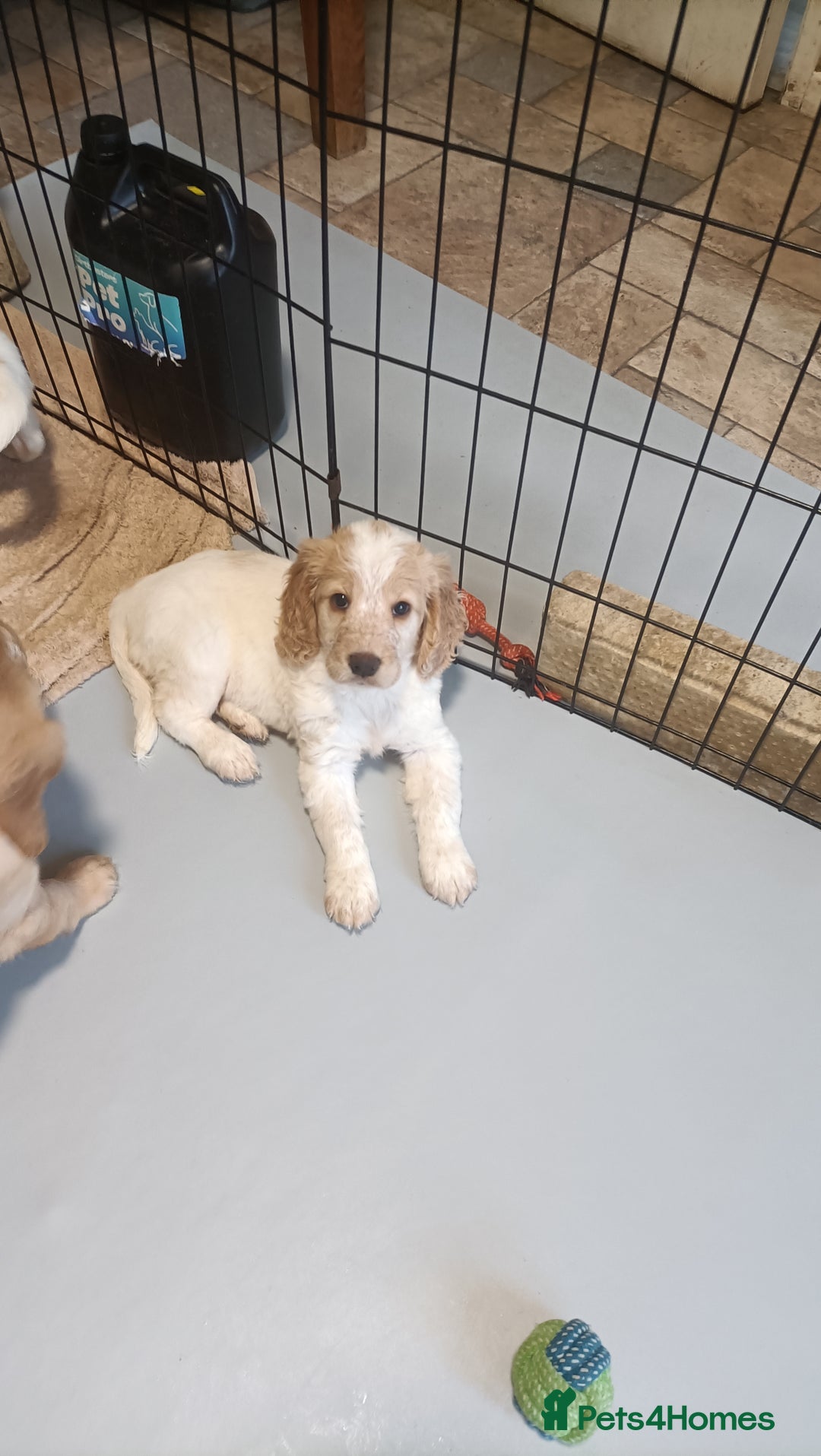 Cockapoo dogs for sale: Cockapoo F1B - Image 12