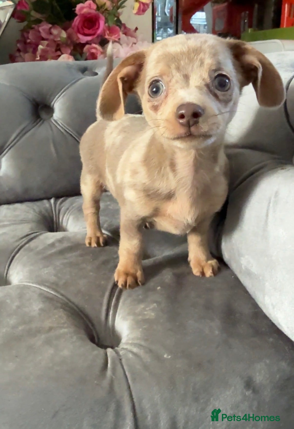 Chiweenie dogs Chiweenie pup. Chihuahua cross dachshund  - Advert 2