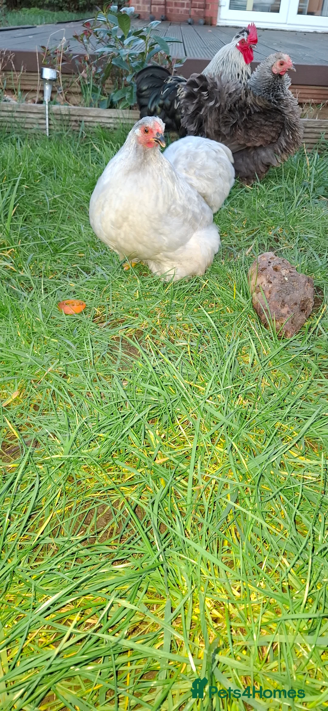 Chickens poultry for sale: Pekin bantam in Bedford - Advert 1