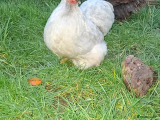 Chickens poultry Pekin bantam in Bedford - Advert 1