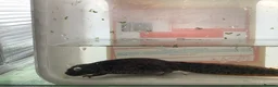 Newt reptiles for sale: Sharp ribbed newts for sale - Advert 2