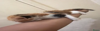 Domestic Shorthair 5