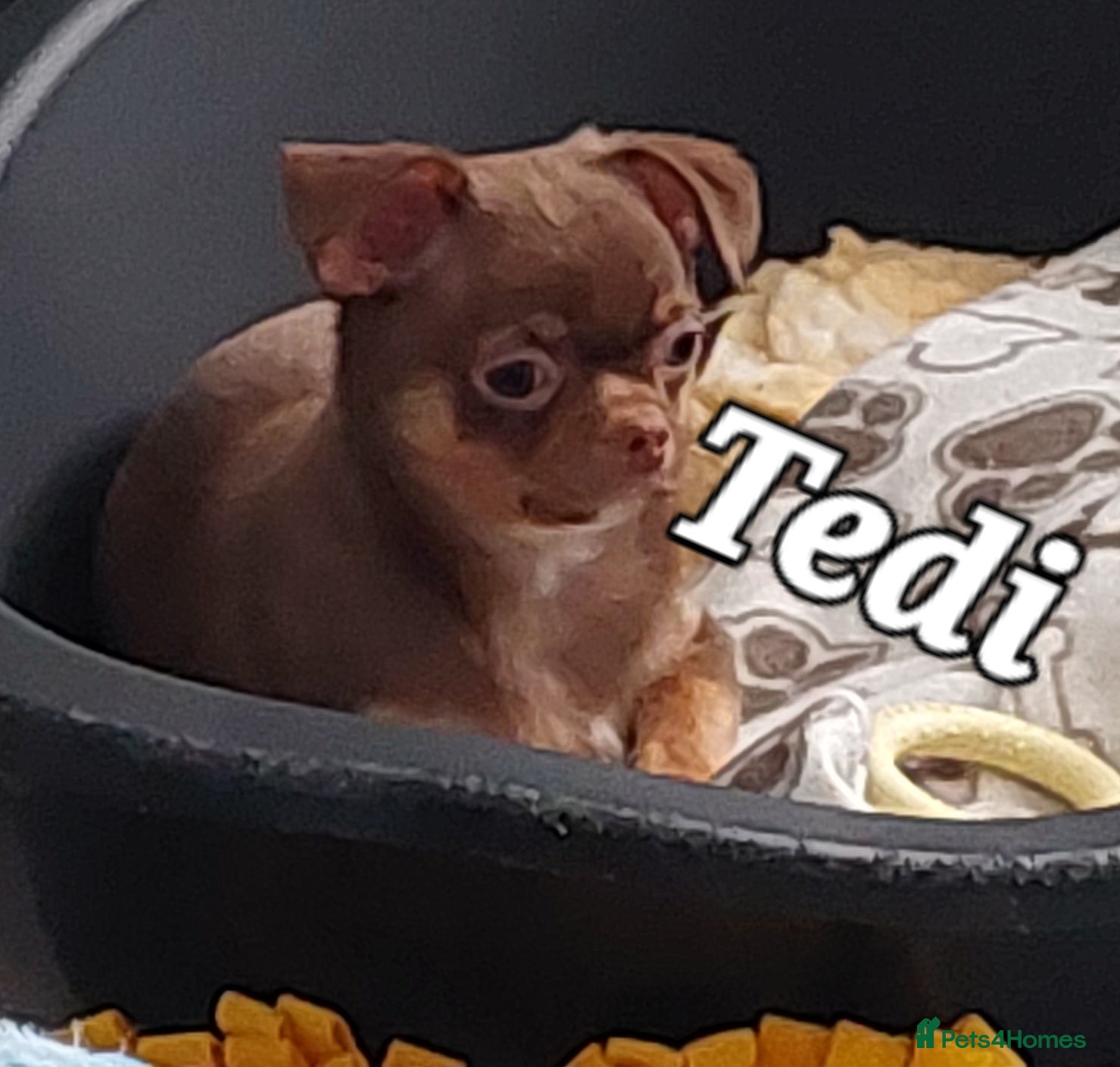 Chihuahua dogs Stunning Chihuahua boy - Advert 2