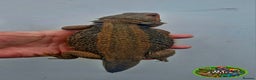 Bearded Dragon reptiles for sale: Bearded dragon Holdback release at HT exotics! - Advert 6