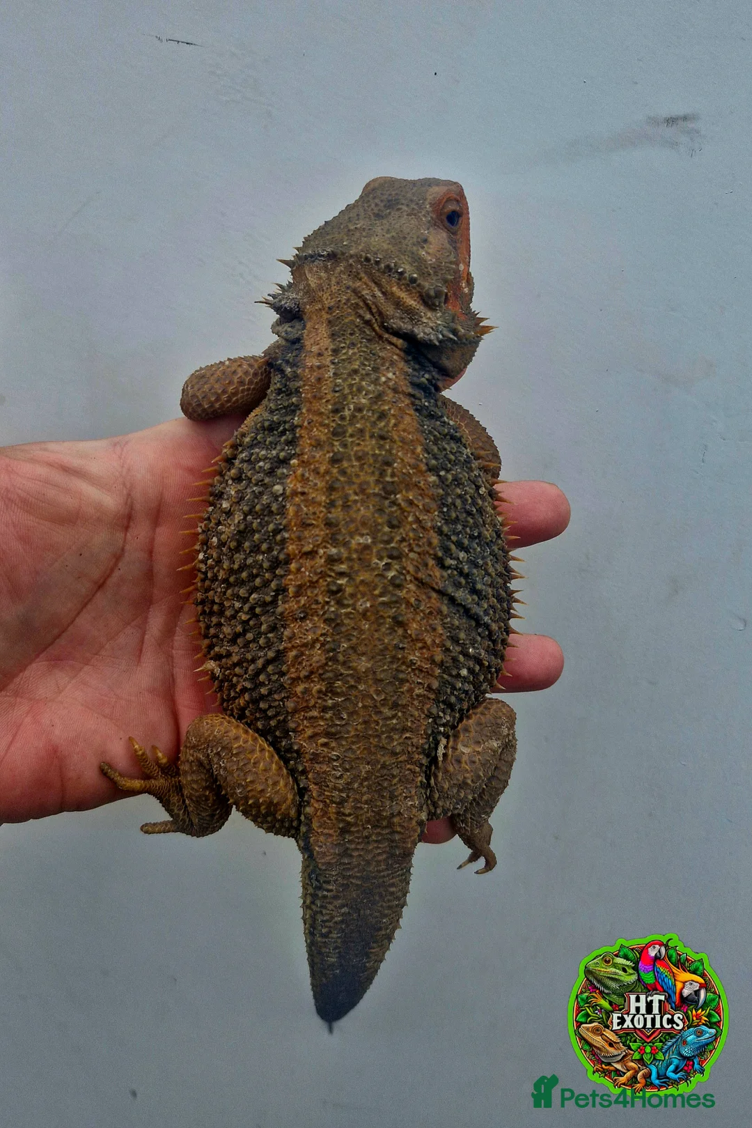 Bearded Dragon reptiles for sale: Bearded dragon Holdback release at HT exotics! - Advert 10