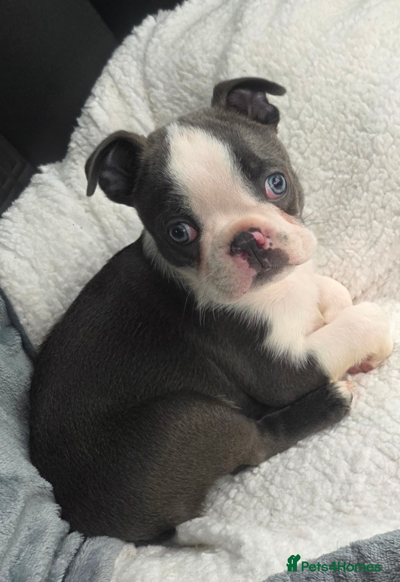 Boston Terrier dogs Stunning Rare Blue Boy Ready Now - Advert 1