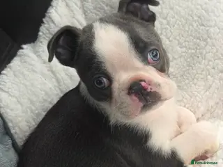 Boston Terrier dogs Stunning Rare Blue Boy Ready Now - Advert 4