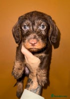 Dachshund dogs - Advert 1