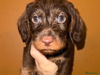 Dachshund dogs - Advert 13