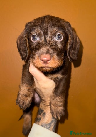 Dachshund dogs - Advert 10