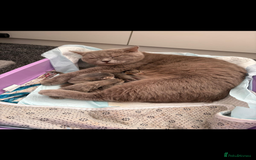 British Shorthair cats for sale: British shorthair  - Image 5