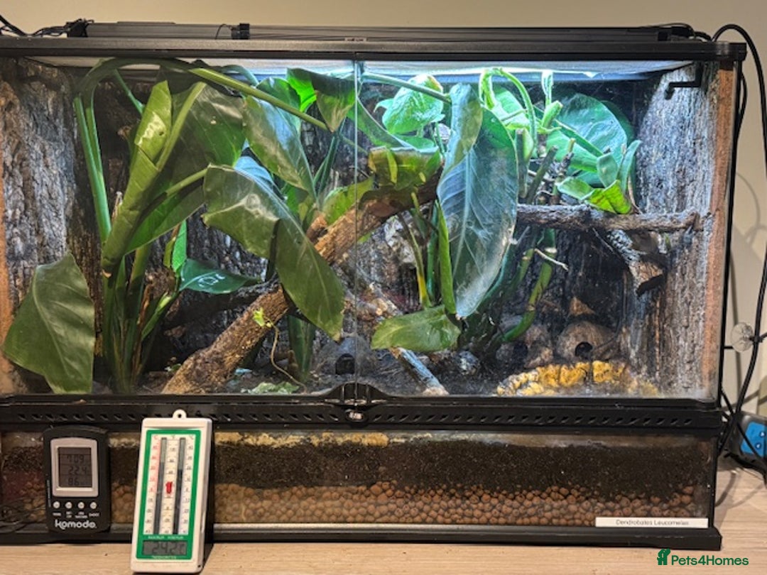 Frog reptiles for sale: Dendrobates leucomelas aka Bumblebee frogs set up - Image 5