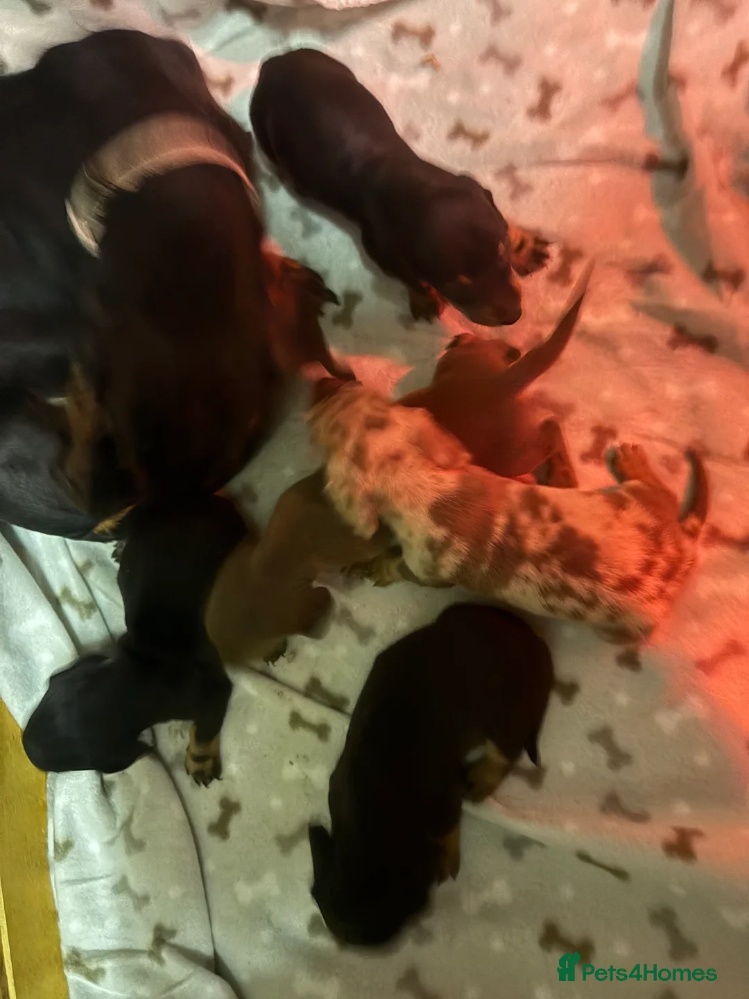 Miniature Dachshund dogs for sale: 5 Stunning dachshund puppies  - Advert 19