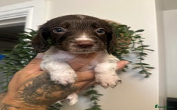 Sprocker dogs for sale: Sprocker puppies  - Image 3