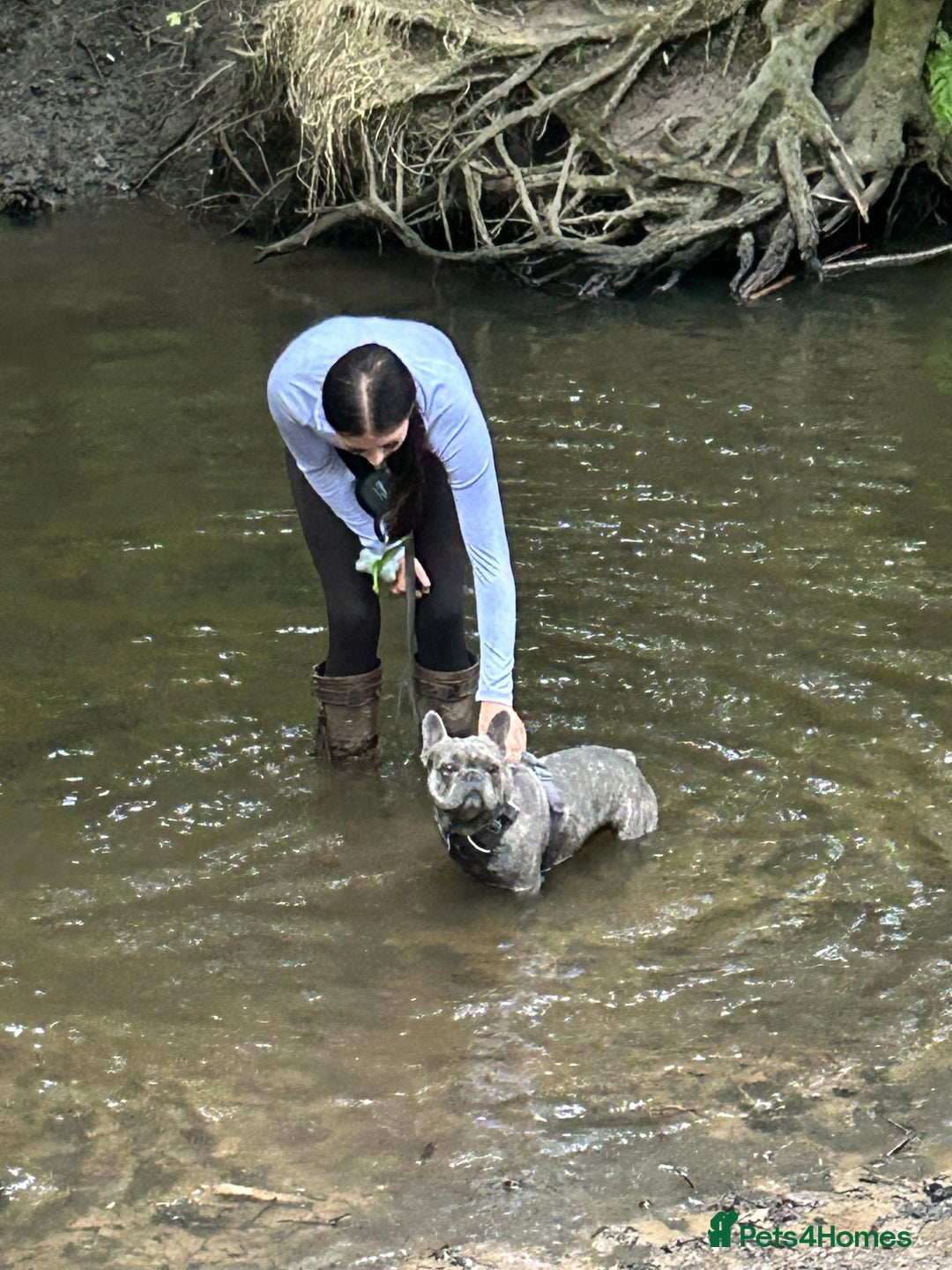 French Bulldog dogs for stud: frenchbulldog for stud   - Advert 8