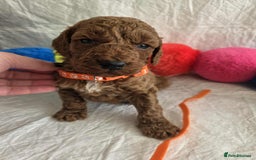 Goldendoodle dogs for sale: 👑Superb Rare Toy/Mini Deepest Red Goldendoodles👑 - Image 17