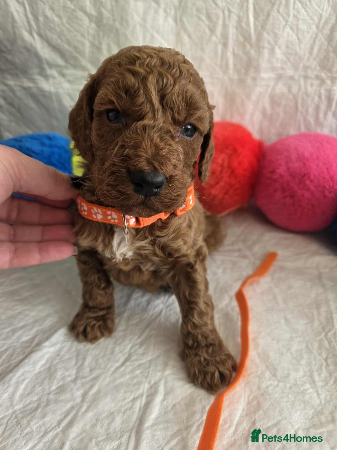 Goldendoodle dogs for sale: 👑Superb Rare Toy/Mini Deepest Red Goldendoodles👑 - Image 17