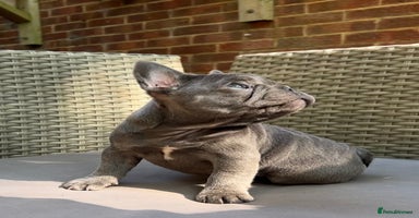 French Bulldog dogs - Advert 5