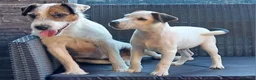 Parson Russell dogs for sale: Quality Parsons Russell Terrier Puppies - Advert 8