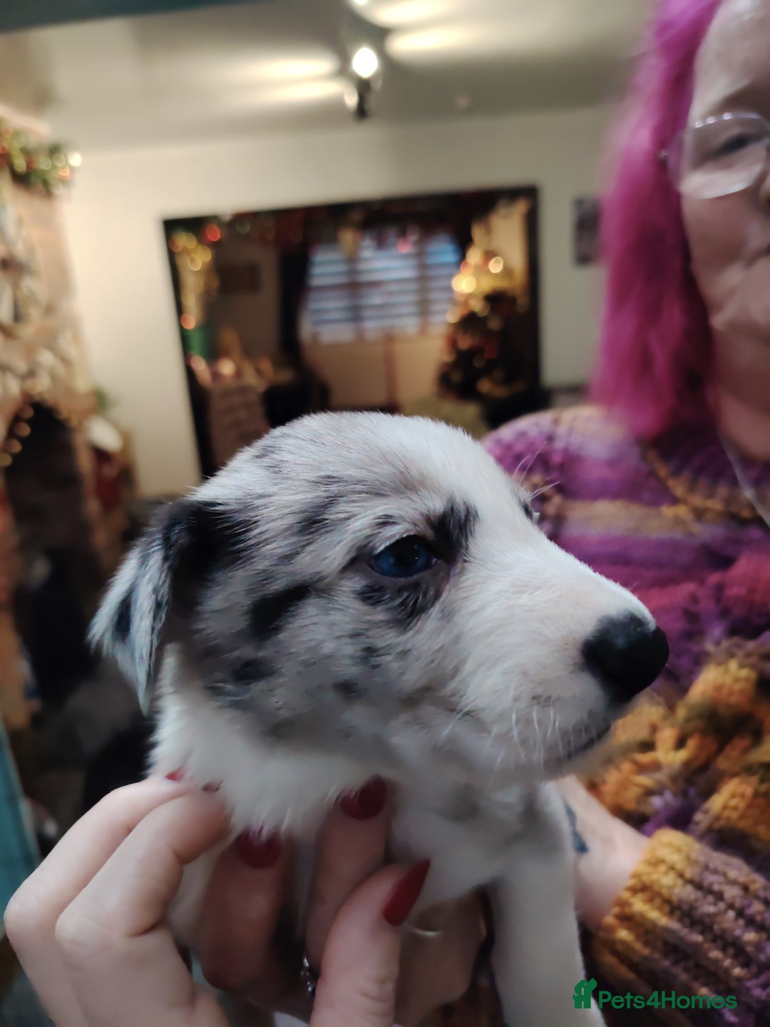 Border Collie dogs for sale: Border collie and blue merle  - Advert 4