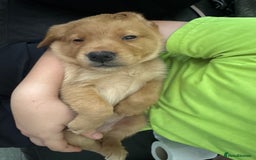 Goldador dogs for sale: Golderdor puppies  - Image 8