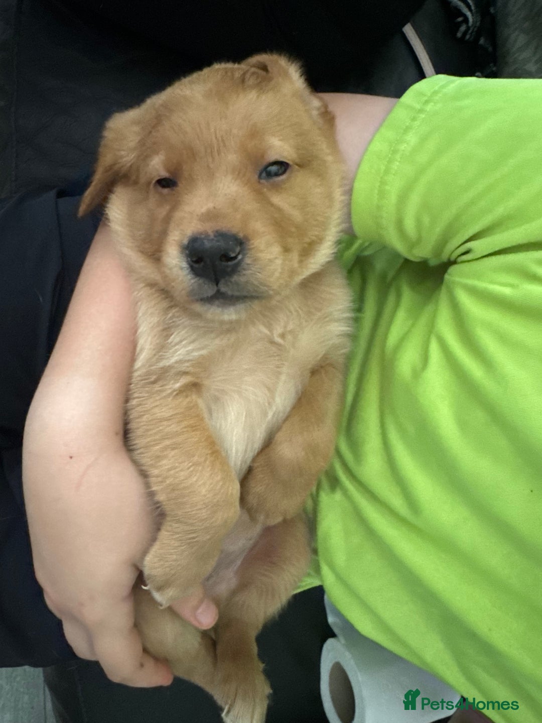 Goldador dogs for sale: Golderdor puppies  - Image 8