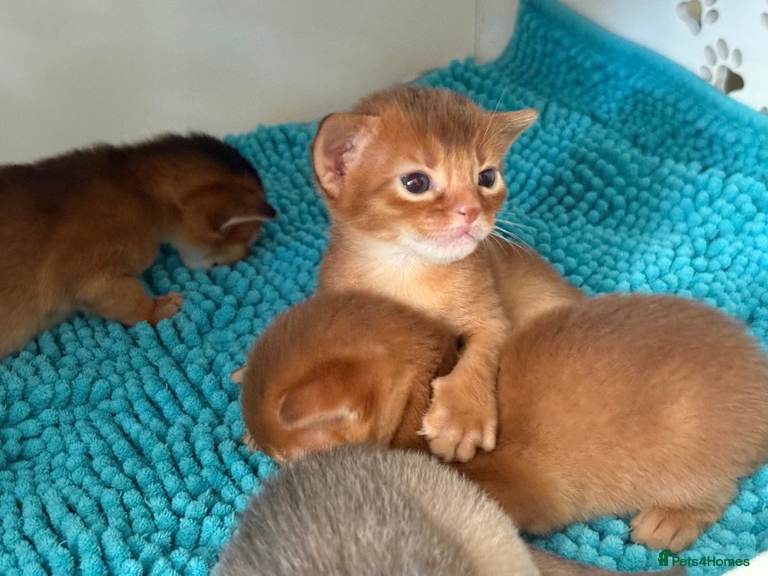 Abyssinian cats for sale: Amazing champion parents litter ❤️ - Image 8