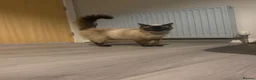 Ragdoll cats for sale: Ragdoll female chocolate kitten - Advert 4